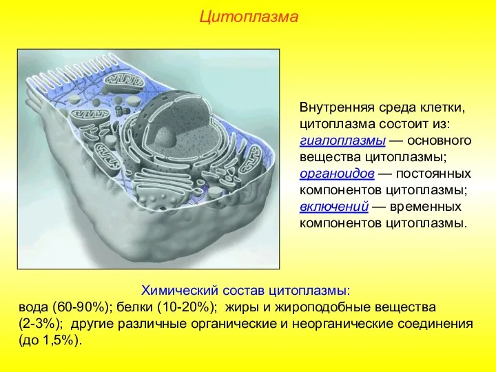 Внутренняя среда клетки, цитоплазма состоит из: гиалоплазмы — основного вещества цитоплазмы; органоидов