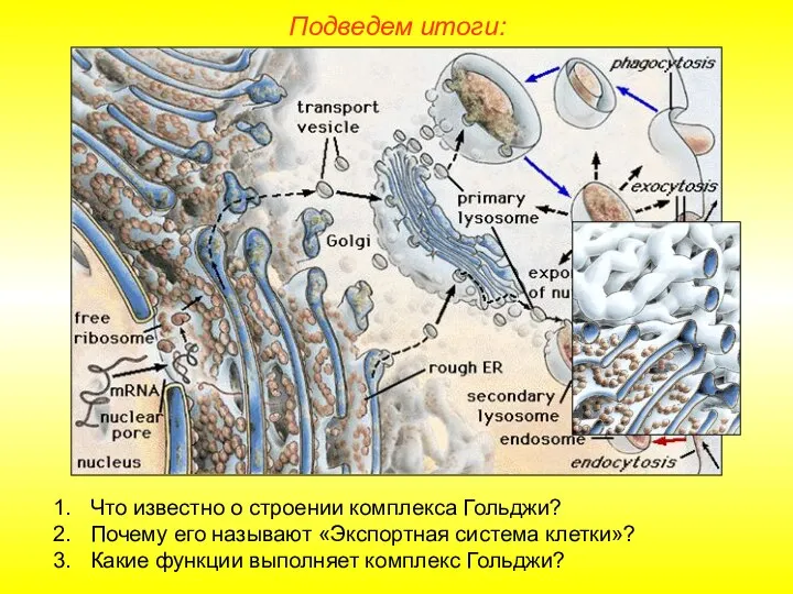 Что известно о строении комплекса Гольджи? Почему его называют «Экспортная система клетки»?