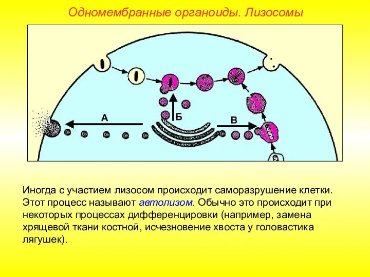 Иногда с участием лизосом происходит саморазрушение клетки. Этот процесс называют автолизом. Обычно