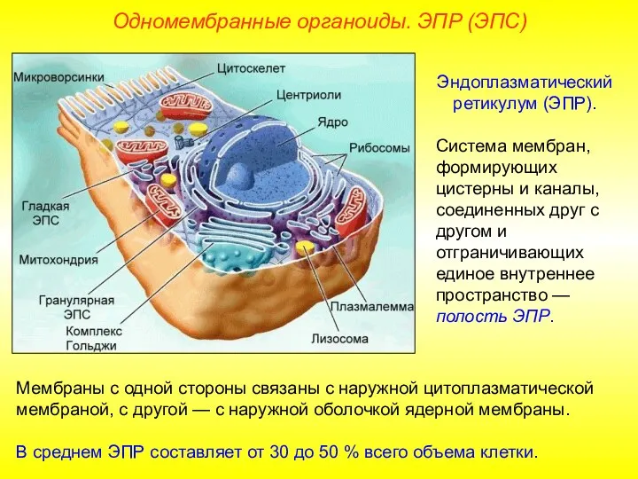 Эндоплазматический ретикулум (ЭПР). Система мембран, формирующих цистерны и каналы, соединенных друг с