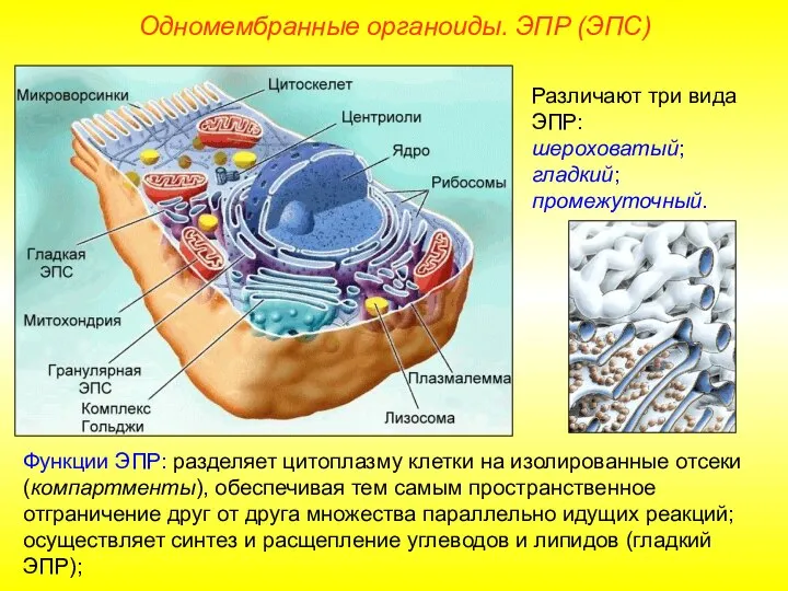 Различают три вида ЭПР: шероховатый; гладкий; промежуточный. Функции ЭПР: разделяет цитоплазму клетки