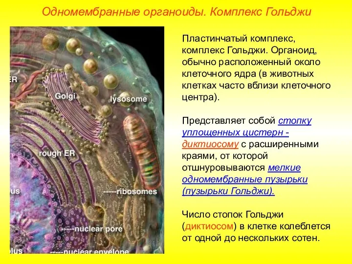 Пластинчатый комплекс, комплекс Гольджи. Органоид, обычно расположенный около клеточного ядра (в животных