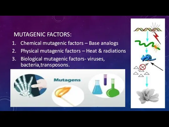MUTAGENIC FACTORS: Chemical mutagenic factors – Base analogs Physical mutagenic factors –