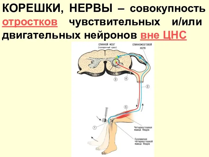 КОРЕШКИ, НЕРВЫ – совокупность отростков чувствительных и/или двигательных нейронов вне ЦНС