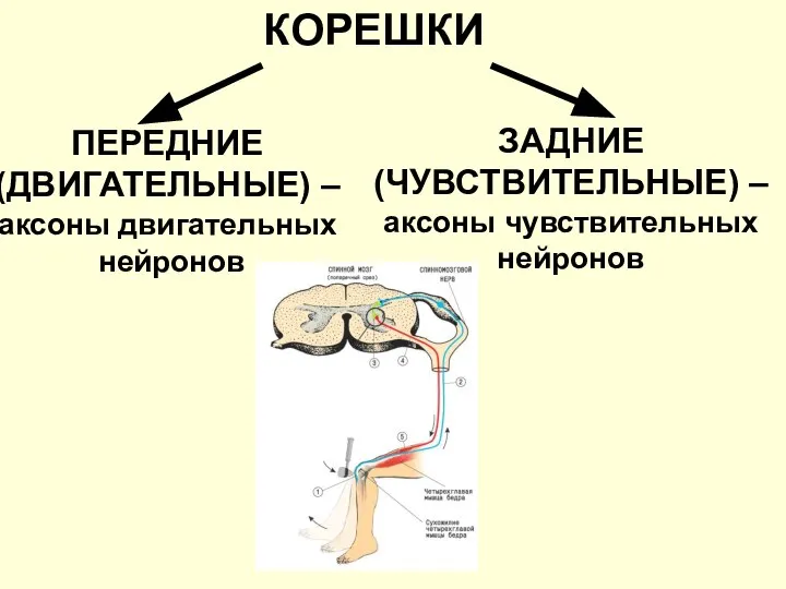 КОРЕШКИ ПЕРЕДНИЕ (ДВИГАТЕЛЬНЫЕ) – аксоны двигательных нейронов ЗАДНИЕ (ЧУВСТВИТЕЛЬНЫЕ) – аксоны чувствительных нейронов