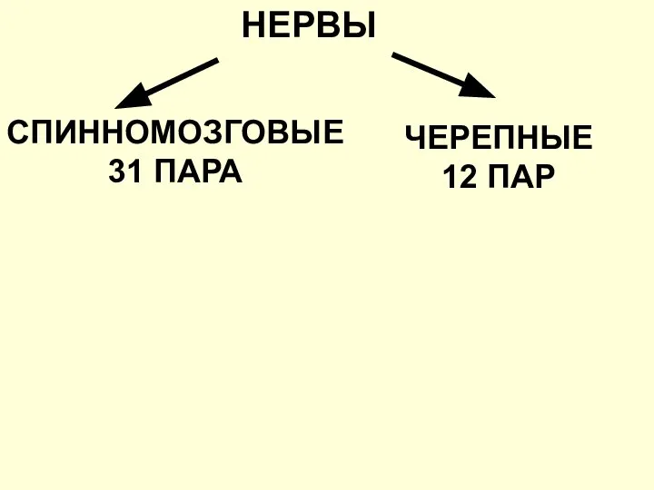 НЕРВЫ СПИННОМОЗГОВЫЕ 31 ПАРА ЧЕРЕПНЫЕ 12 ПАР