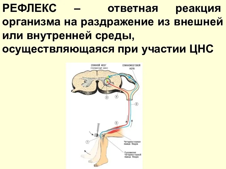 РЕФЛЕКС – ответная реакция организма на раздражение из внешней или внутренней среды, осуществляющаяся при участии ЦНС