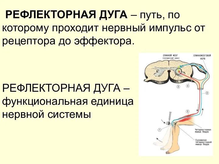 РЕФЛЕКТОРНАЯ ДУГА – путь, по которому проходит нервный импульс от рецептора до