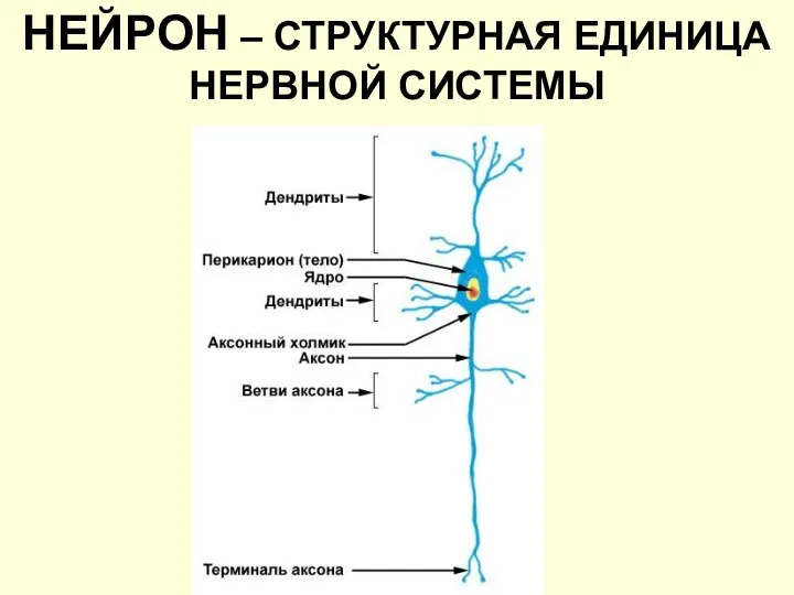 НЕЙРОН – СТРУКТУРНАЯ ЕДИНИЦА НЕРВНОЙ СИСТЕМЫ