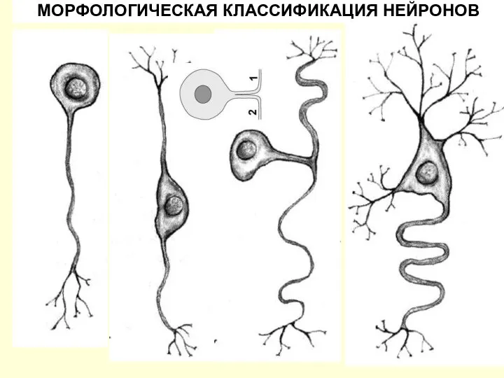 МОРФОЛОГИЧЕСКАЯ КЛАССИФИКАЦИЯ НЕЙРОНОВ