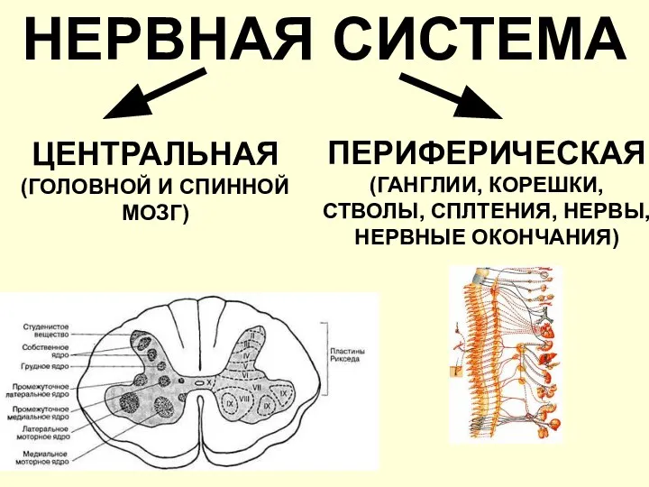 НЕРВНАЯ СИСТЕМА ЦЕНТРАЛЬНАЯ (ГОЛОВНОЙ И СПИННОЙ МОЗГ) ПЕРИФЕРИЧЕСКАЯ (ГАНГЛИИ, КОРЕШКИ, СТВОЛЫ, СПЛТЕНИЯ, НЕРВЫ, НЕРВНЫЕ ОКОНЧАНИЯ)