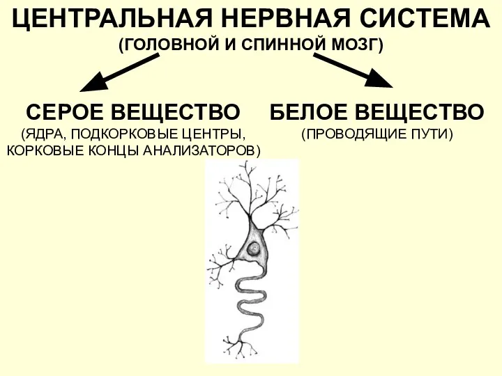 ЦЕНТРАЛЬНАЯ НЕРВНАЯ СИСТЕМА (ГОЛОВНОЙ И СПИННОЙ МОЗГ) СЕРОЕ ВЕЩЕСТВО (ЯДРА, ПОДКОРКОВЫЕ ЦЕНТРЫ,