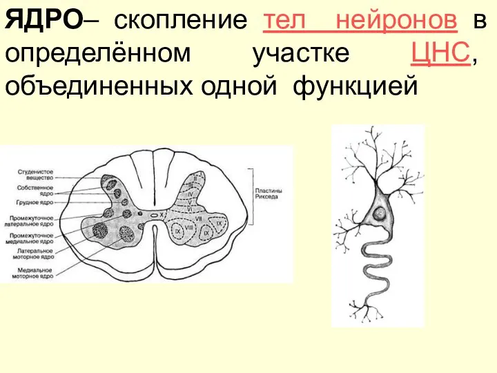 ЯДРО– скопление тел нейронов в определённом участке ЦНС, объединенных одной функцией