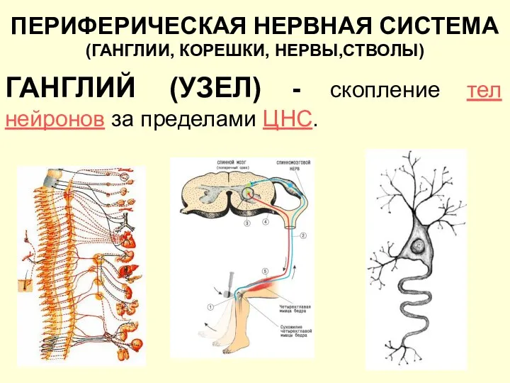 ПЕРИФЕРИЧЕСКАЯ НЕРВНАЯ СИСТЕМА (ГАНГЛИИ, КОРЕШКИ, НЕРВЫ,СТВОЛЫ) ГАНГЛИЙ (УЗЕЛ) - скопление тел нейронов за пределами ЦНС.