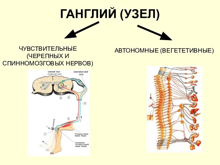 ГАНГЛИЙ (УЗЕЛ) ЧУВСТВИТЕЛЬНЫЕ (ЧЕРЕПНЫХ И СПИННОМОЗГОВЫХ НЕРВОВ) АВТОНОМНЫЕ (ВЕГЕТЕТИВНЫЕ)