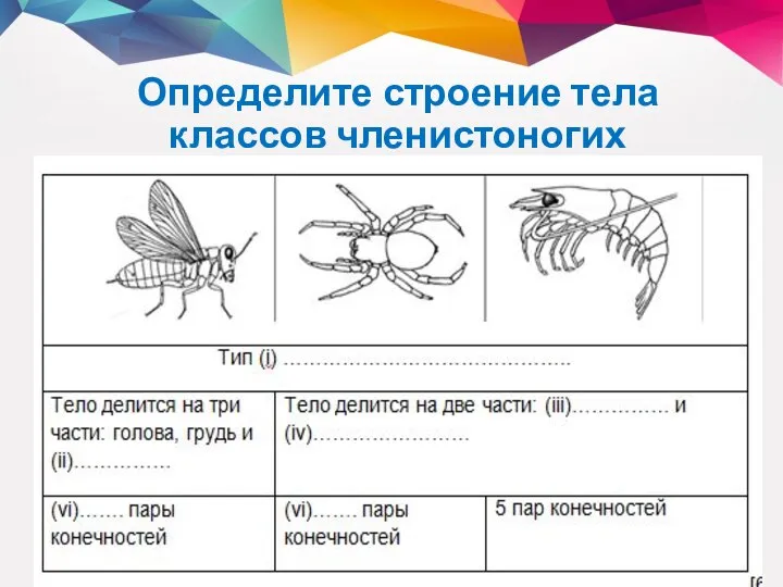 Определите строение тела классов членистоногих