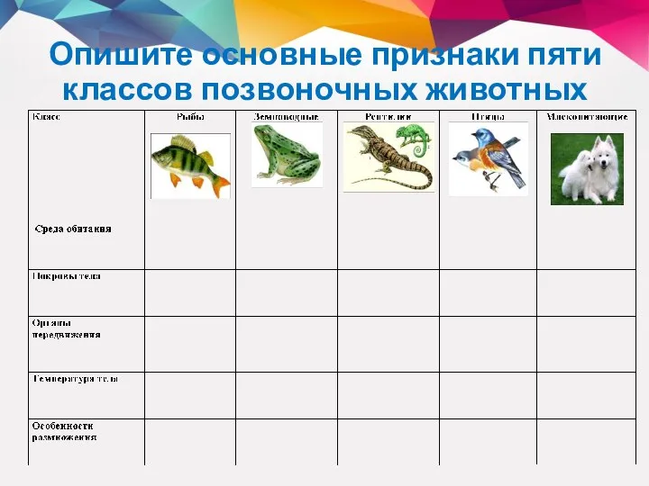 Опишите основные признаки пяти классов позвоночных животных