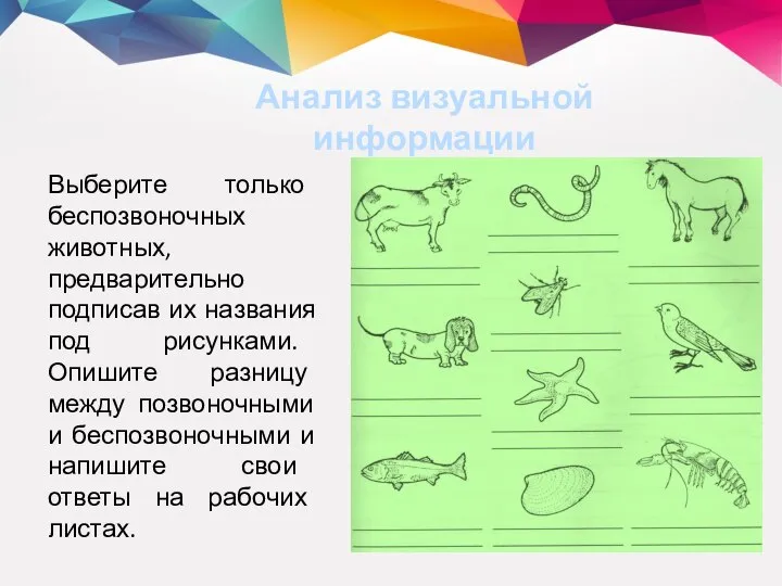 Анализ визуальной информации Выберите только беспозвоночных животных, предварительно подписав их названия под