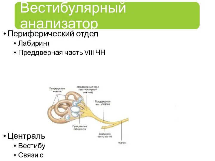 Периферический отдел Лабиринт Преддверная часть VIII ЧН Центральный отдел Вестибулярные ядра Связи с различными частями ЦНС