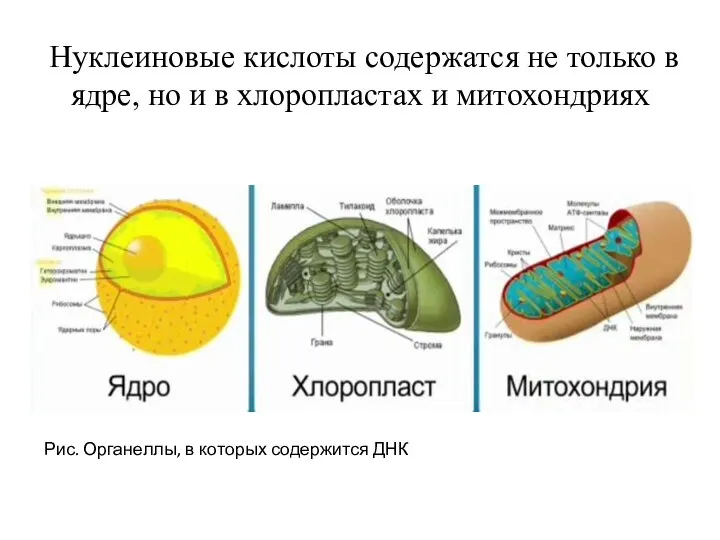 Нуклеиновые кислоты содержатся не только в ядре, но и в хлоропластах и