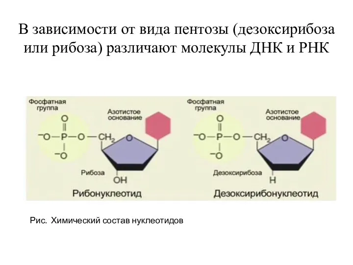 В зависимости от вида пентозы (дезоксирибоза или рибоза) различают молекулы ДНК и