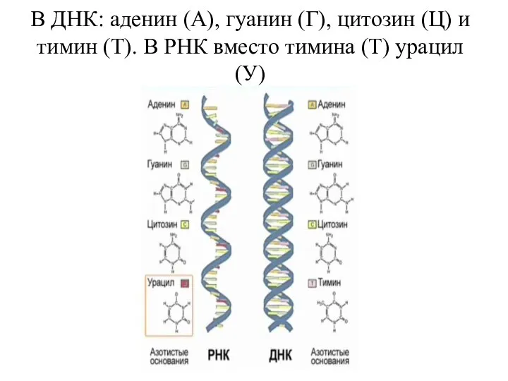 В ДНК: аденин (А), гуанин (Г), цитозин (Ц) и тимин (Т). В