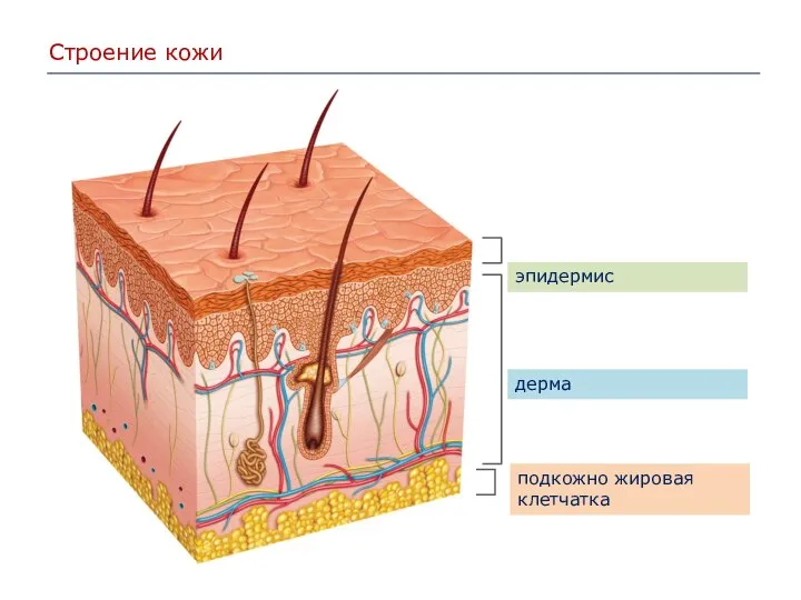 Строение кожи эпидермис дерма подкожно жировая клетчатка