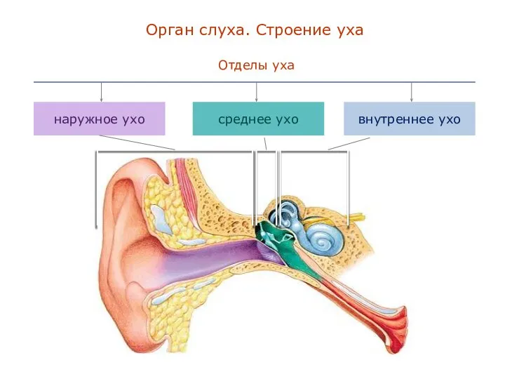Орган слуха. Строение уха Отделы уха среднее ухо наружное ухо внутреннее ухо