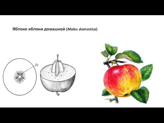 Яблоко яблони домашней (Malus domestica)