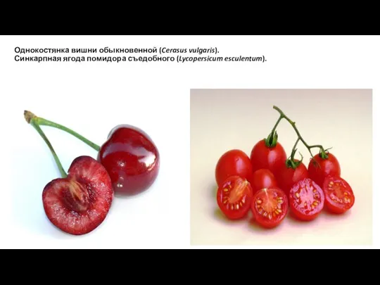 Однокостянка вишни обыкновенной (Cerasus vulgaris). Синкарпная ягода помидора съедобного (Lycopersicum esculentum).