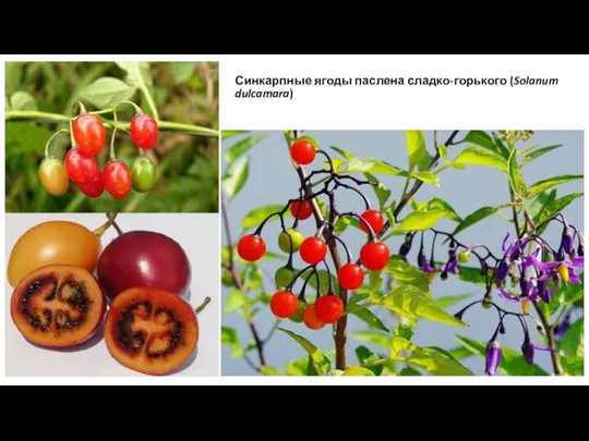 Синкарпные ягоды паслена сладко-горького (Solanum dulcamara)