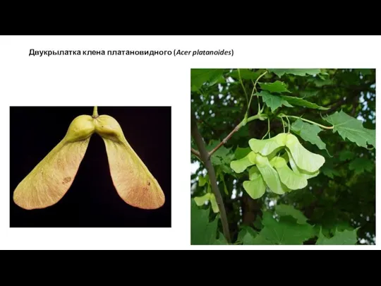 Двукрылатка клена платановидного (Acer platanoides)