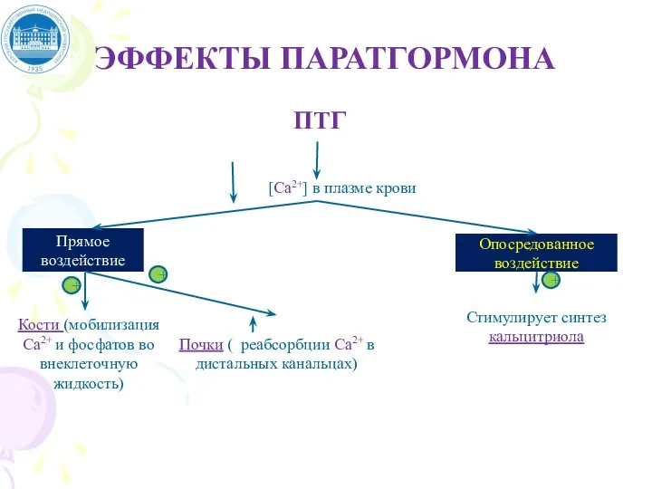 ЭФФЕКТЫ ПАРАТГОРМОНА