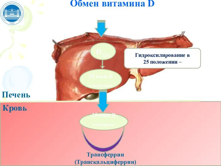 Обмен витамина D Трансферрин (Транскальциферрин) Печень D2(3) Кровь 25-окси D (кальцидиол) 25-окси