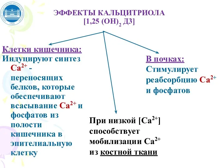 ЭФФЕКТЫ КАЛЬЦИТРИОЛА [1,25 (ОН)2 Д3] Клетки кишечника: Индуцируют синтез Ca2+ - переносящих