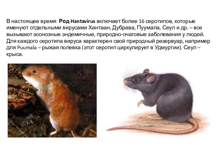 В настоящее время Род Hantavirus включает более 16 серотипов, которые именуют отдельными