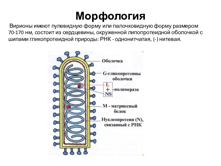 Морфология Вирионы имеют пулевидную форму или палочковидную форму размером 70-170 нм, состоит