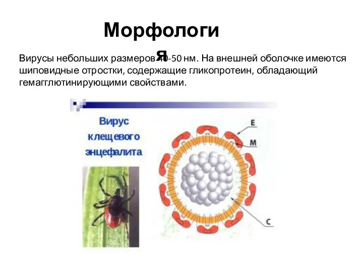 Вирусы небольших размеров 40-50 нм. На внешней оболочке имеются шиповидные отростки, содержащие