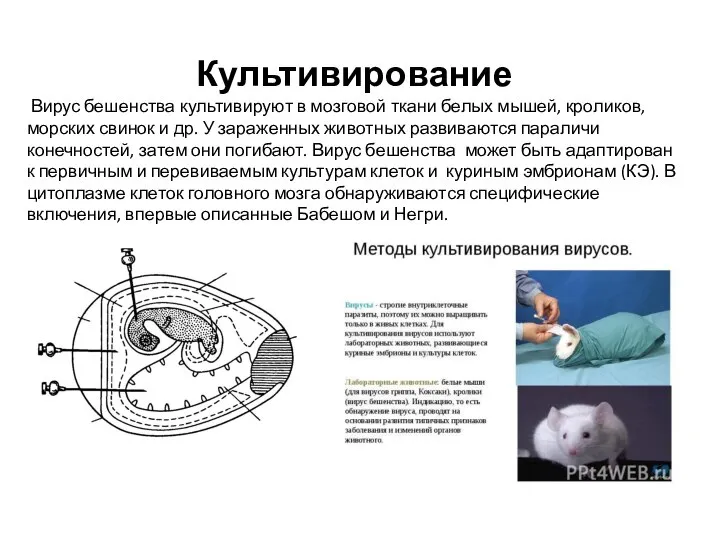 Культивирование Вирус бешенства культивируют в мозговой ткани белых мышей, кроликов, морских свинок