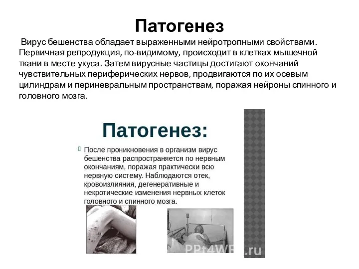 Патогенез Вирус бешенства обладает выраженными нейротропными свойствами. Первичная репродукция, по-видимому, происходит в