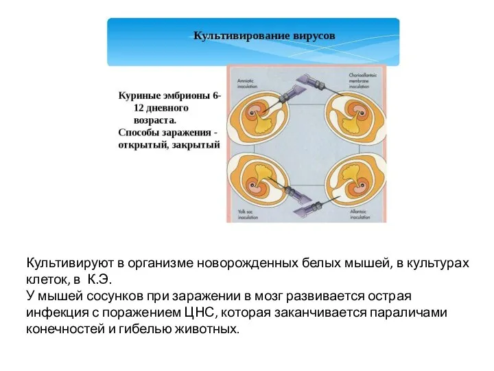 Культивируют в организме новорожденных белых мышей, в культурах клеток, в К.Э. У