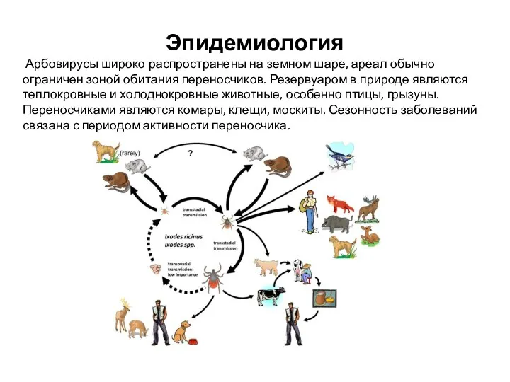 Эпидемиология Арбовирусы широко распространены на земном шаре, ареал обычно ограничен зоной обитания