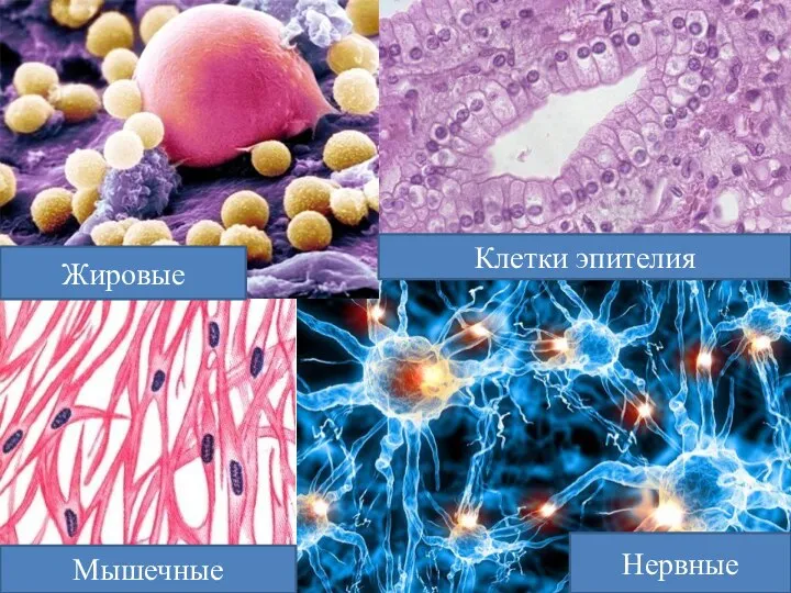 Нервные Мышечные Жировые Клетки эпителия