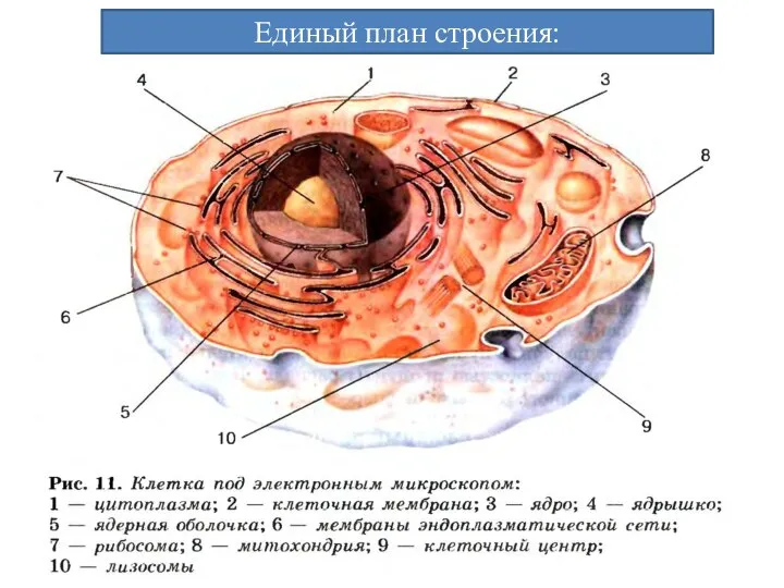 Единый план строения: