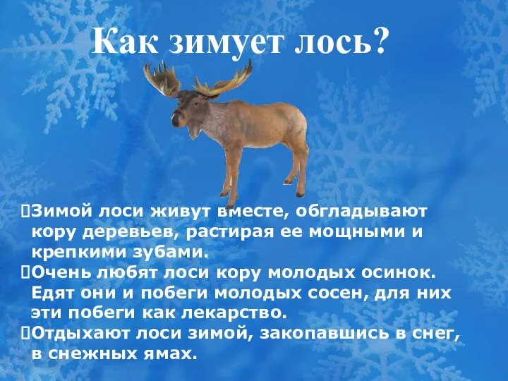 Как зимует лось? Зимой лоси живут вместе, обгладывают кору деревьев, растирая ее