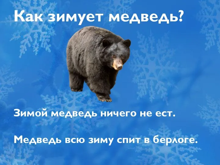 Как зимует медведь? Зимой медведь ничего не ест. Медведь всю зиму спит в берлоге.