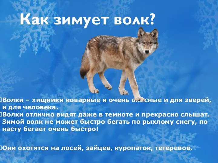 Как зимует волк? Волки – хищники коварные и очень опасные и для