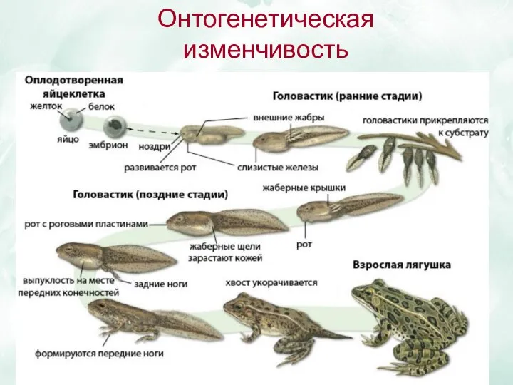 Онтогенетическая изменчивость