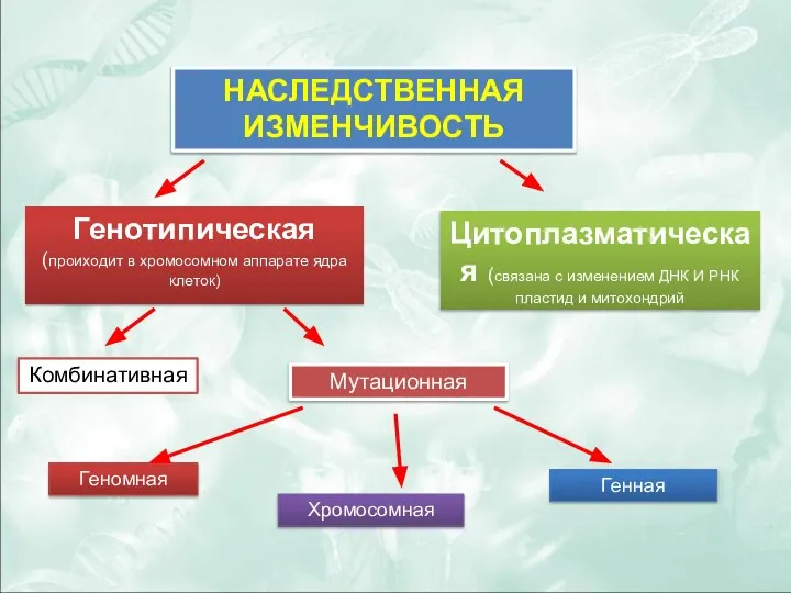 НАСЛЕДСТВЕННАЯ ИЗМЕНЧИВОСТЬ Генотипическая (проиходит в хромосомном аппарате ядра клеток) Цитоплазматическая (связана с