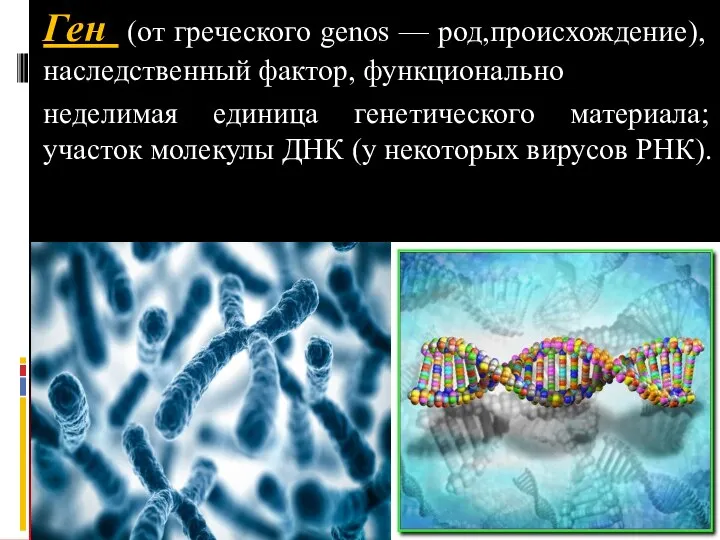 Ген (от греческого genos — род,происхождение), наследственный фактор, функционально неделимая единица генетического